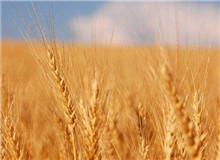 思芒學社｜重建“文學”意義的未竟之業時隔近30年，伊格爾頓又在耶魯大學出版社推出了《文學事件》一書……[詳細]