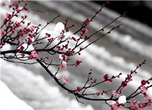 惠忠庵讀書夜｜活在珍貴的人間：一次關于詩歌的細讀“好像有樹葉在門前燃燒，而抱回的柴禾里有水珠滴落……”[詳細]