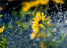 對流層讀書會｜《譬若檐滴》：滴落的芬芳那有關美與靈的檐滴總是在不經意間落下……[詳細]