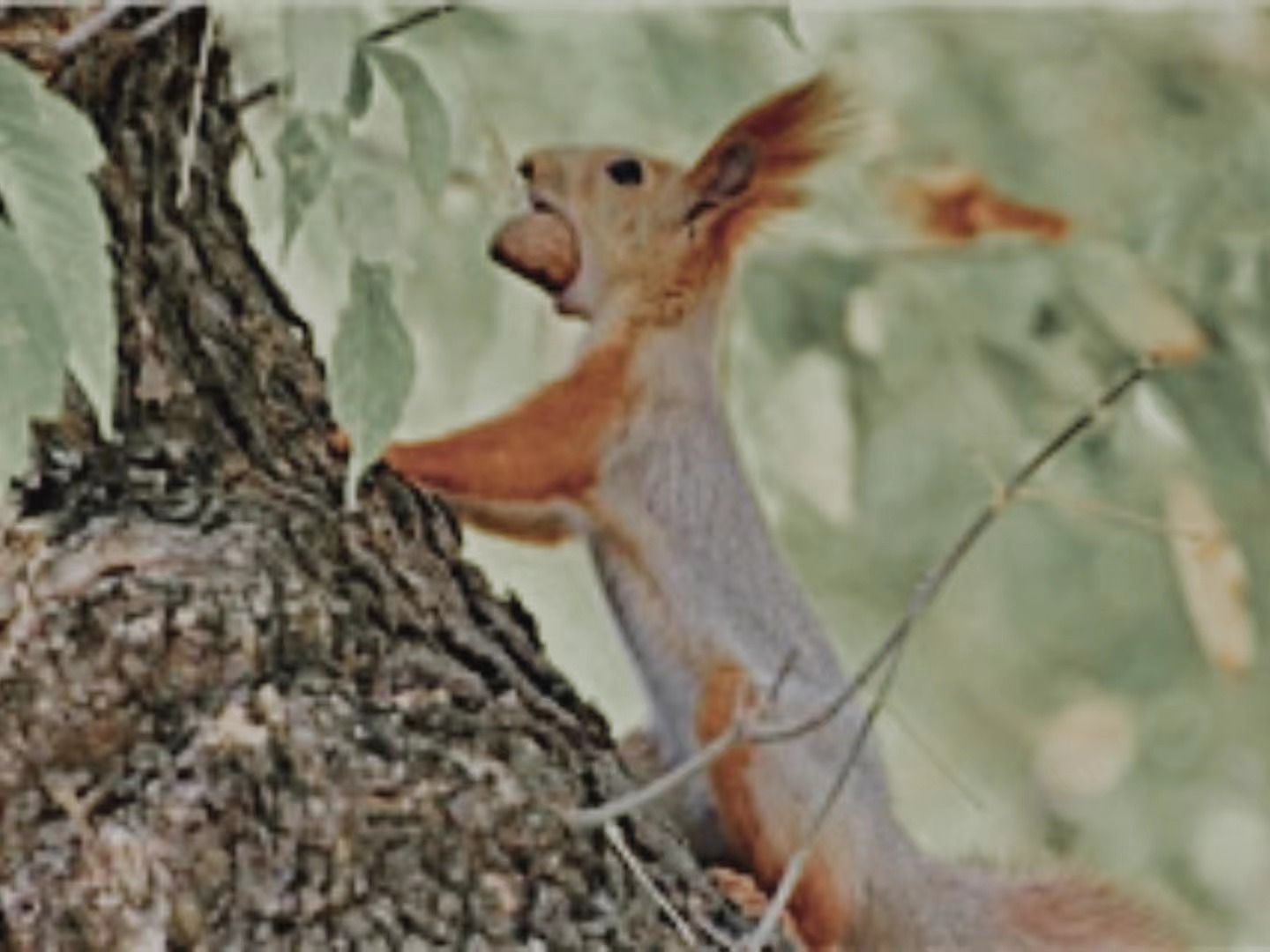 【輯一】南部山區：核桃林卸了重負，松鼠用尾巴戰斗你何時到南山來/我想請你指揮一個漫山遍野的樂隊/在這里寫詩，寫壞了也值[詳細]
