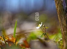 《春分》春分了，天氣漸漸暖起來。草木萬物都生發了，空氣里里濕漉漉甜絲絲的，有一股子好聞的泥土腥味兒。[詳細]