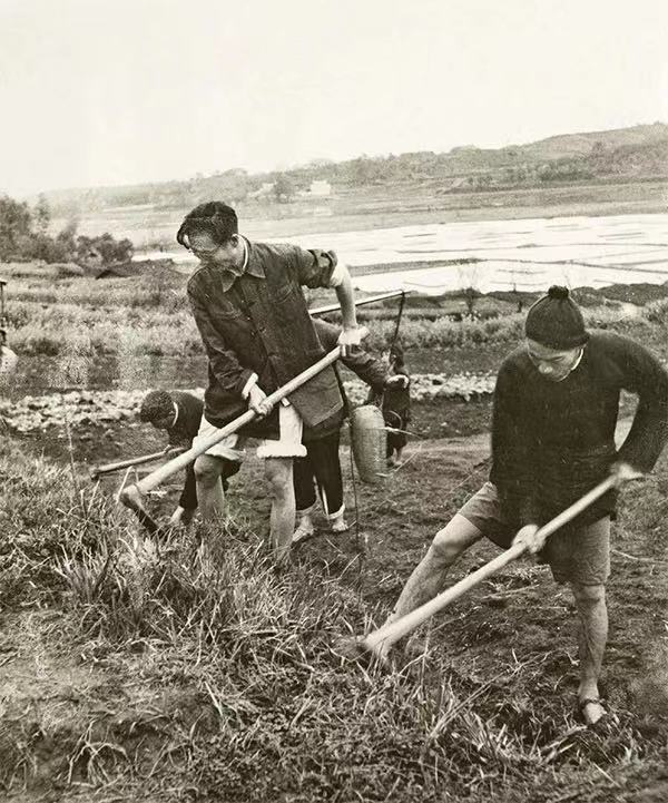 圖為周立波在清溪村與鄉親們一起勞作。 中國作協供圖