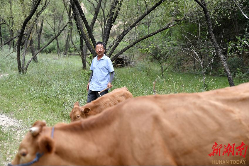 延川縣大禹街道馬家店村監委會主任馬衛軍在山上放牛。