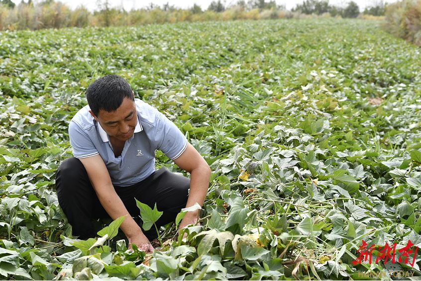 延川縣大禹街道馬家店村村支書郝崗在查看紅薯長勢。