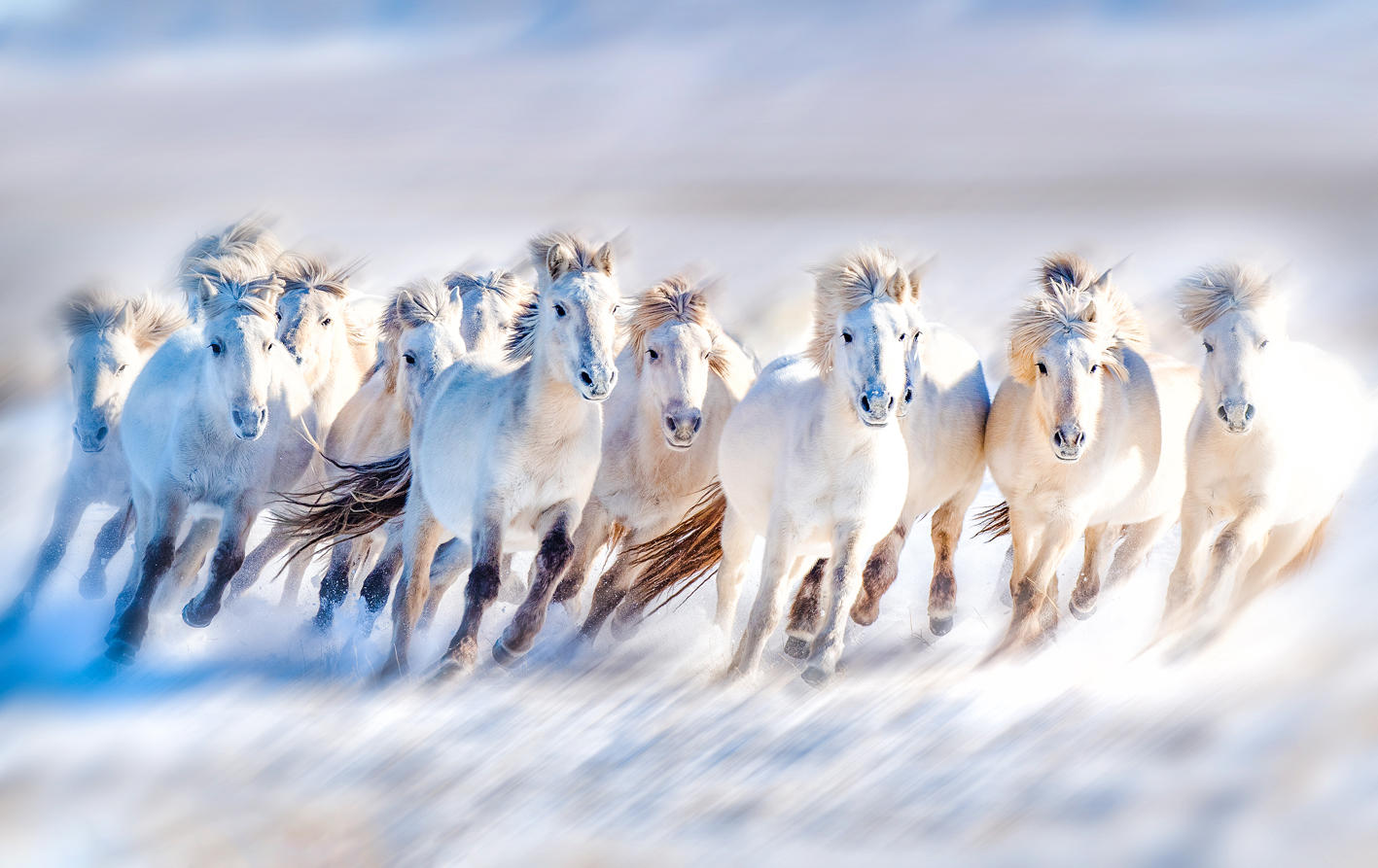 踏雪(攝影) 和 平 攝