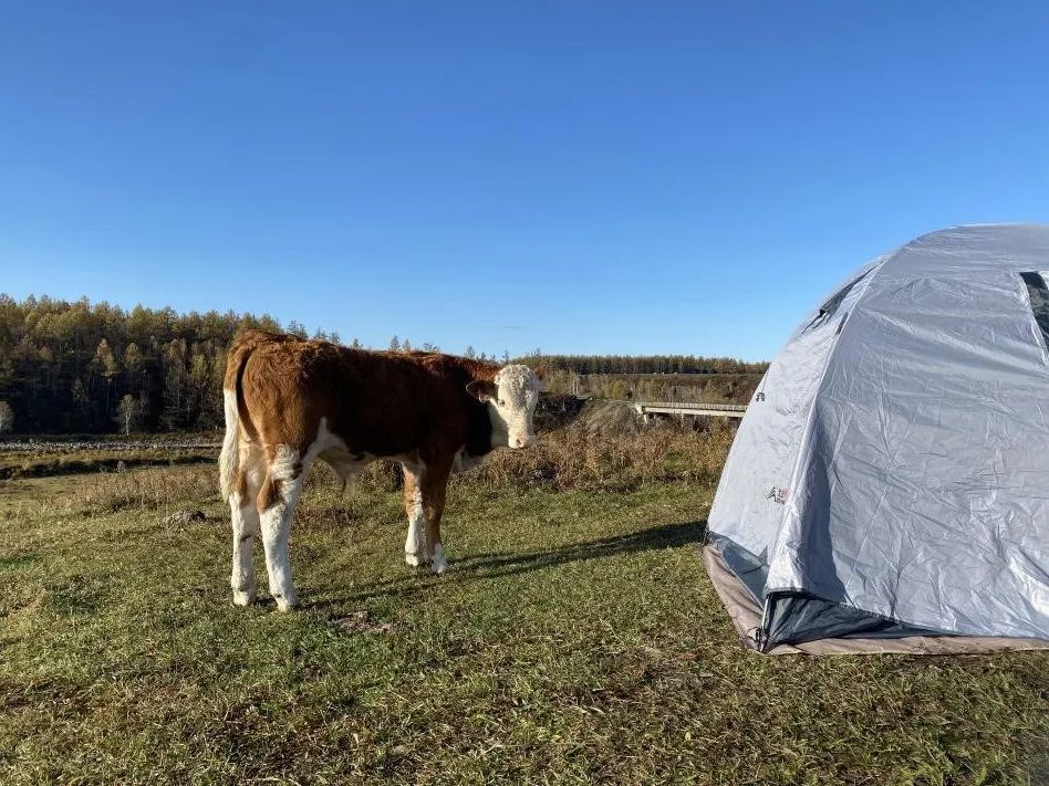 不凍河岸邊的小牛。會動的活人比帳篷中的未知更令它好奇，人類卻相反。