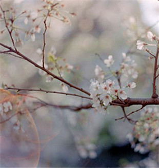 “國色”，視覺的盛宴