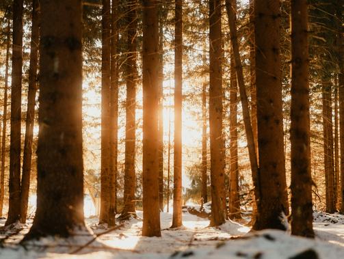 循著日常軌跡，走進情感腹地——2024年散文讀札