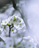 劉萍：滹沱河畔梨花香